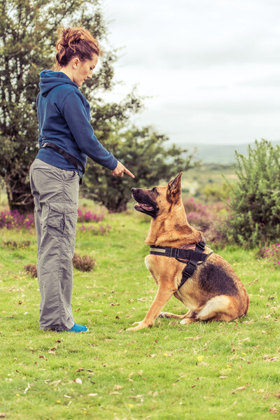 trainer teach security dog obedience