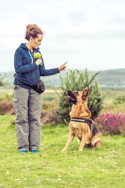 Itaat köpek eğitim oturumu — Stok fotoğraf