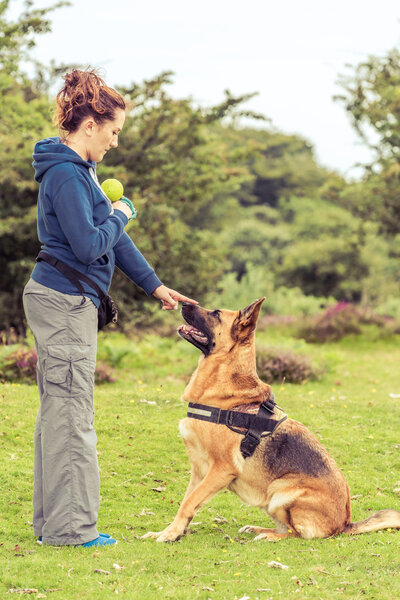 dog concentrate on trainer at obedience session