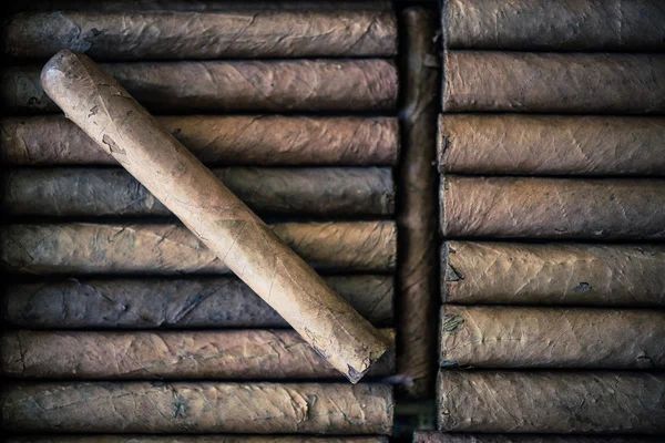 Innen Humidor-Schachtel voller Zigarren — Stockfoto
