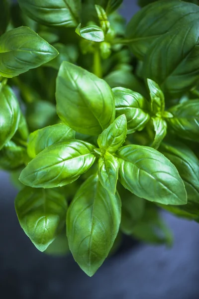Friss gyógynövény basill-potban — Stock Fotó