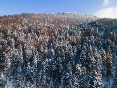 Kış mevsiminde Polonya 'daki Bieszczady Park' taki Karlı Tepeler ve Dağlar. Hava Aracı Görünümü.