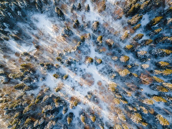 Winter Snow Covered Spruce Pine Trees Top Abstract Drone View — 图库照片