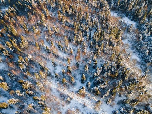 Winterwunderland Landschaft Verschneite Kiefern Wald Drohnen Von Oben Nach Unten — Stockfoto