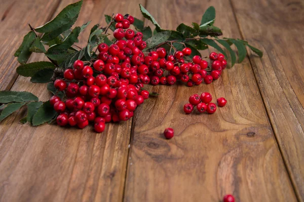 Rowanberry — Stock Photo, Image