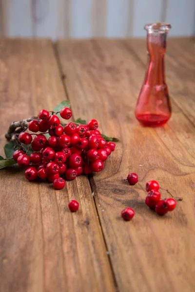 Rowanberry — Stock Photo, Image