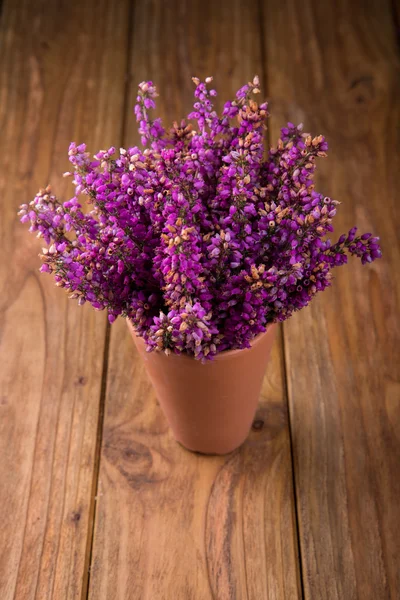 Heather in pot — Stock Photo, Image