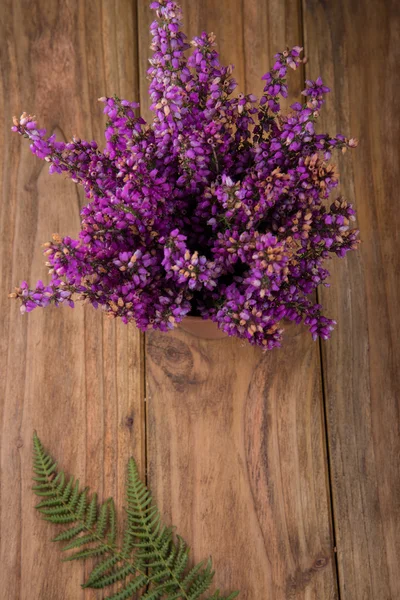 Heather i kjele – stockfoto