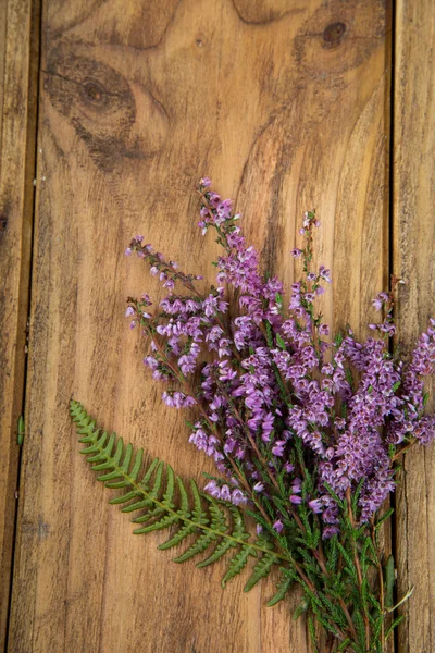 Heathers — Stock Photo, Image