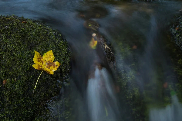 Hoja de otoño en agua —  Fotos de Stock