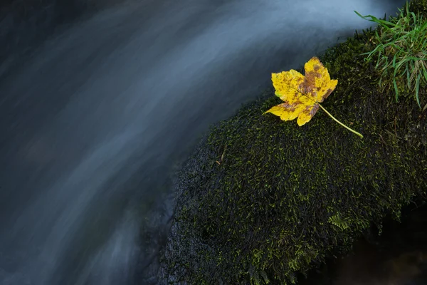 Autumn leaf in water — Stock Photo, Image