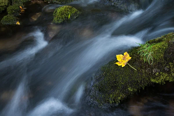Folha de outono na água — Fotografia de Stock