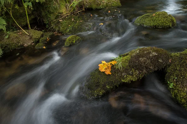 Feuille d'automne dans l'eau — Photo