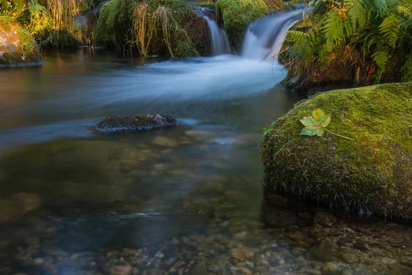 Autumn leaf in water — Stock Photo, Image