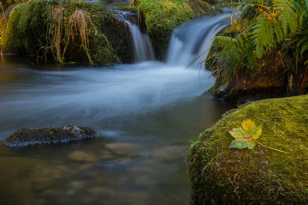 Feuille d'automne dans l'eau — Photo