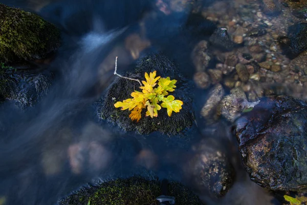 Hoja de otoño en agua —  Fotos de Stock