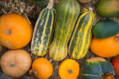 kabak kabak ve kavun doğal zemin üzerine