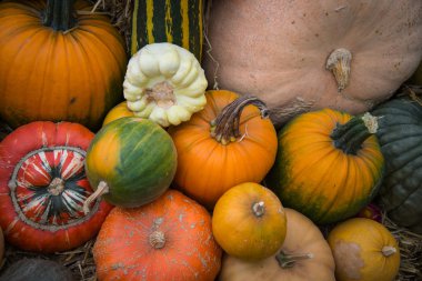 kabak kabak ve kavun doğal zemin üzerine