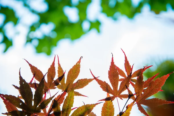 Automne feuilles d'érable japonais fond flou — Photo