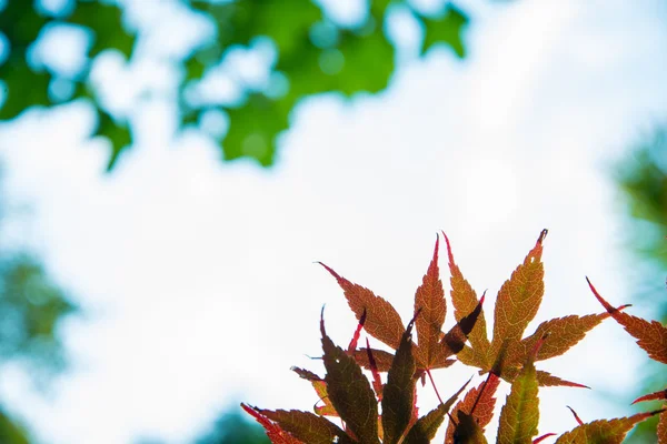 Το φθινόπωρο τα φύλλα ιαπωνικός σφένδαμνος θάμπωμα φόντου — Φωτογραφία Αρχείου