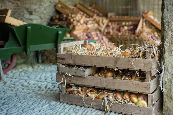 Verscheidenheid van biologische boerderij verse ajuin in houten kist — Stockfoto