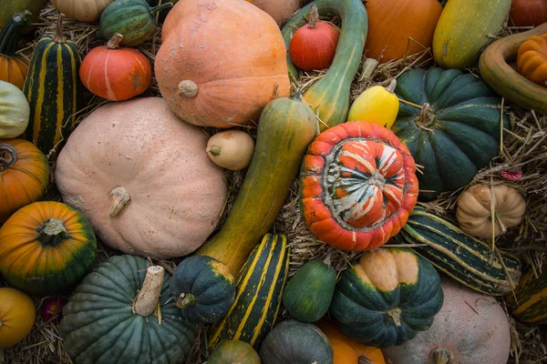 Variété de légumes de récolte d'automne sur fond naturel — Photo