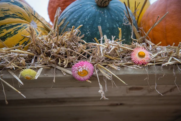 Vielfalt der Herbsternte Gemüse auf natürlichem Hintergrund — Stockfoto