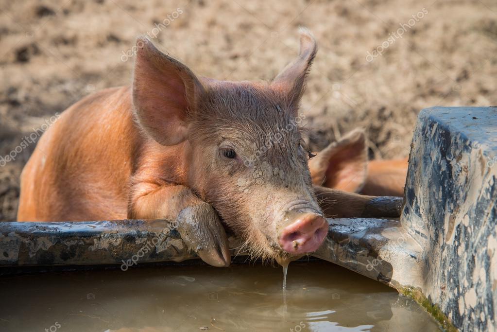 Bebé cerdo agua potable 2024