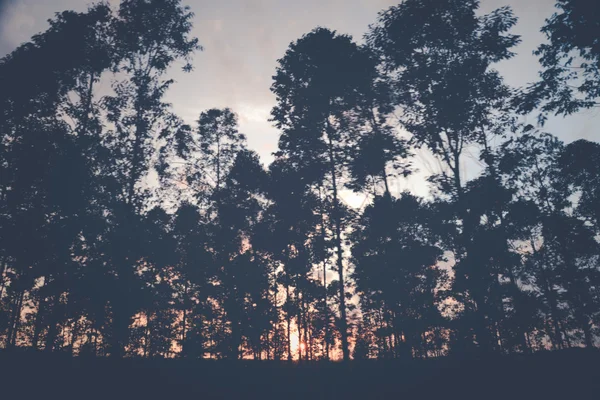 Manhã nascer do sol atrás de árvores na floresta em estilo vintage — Fotografia de Stock