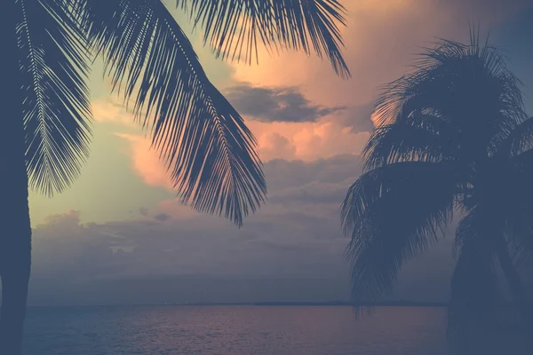 Romantische zonsondergang beind palmbladeren — Stockfoto