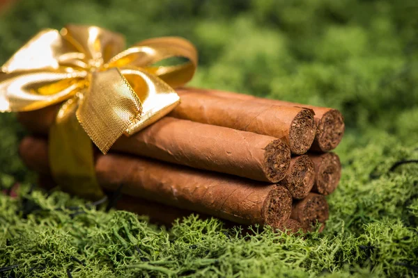 Cuban cigars gift with golden ribbon on natural moss — Stock Photo, Image