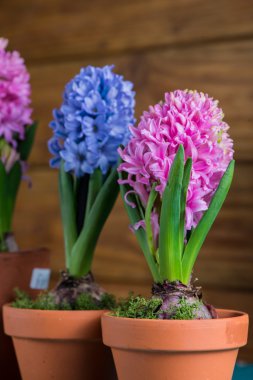 Taze ampul bahar çiçekleri seramik tencerede grup