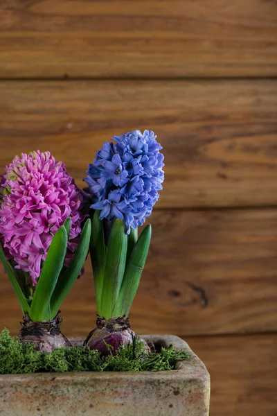 Fresh hyacinth flowers on wooden background — Stock Photo, Image