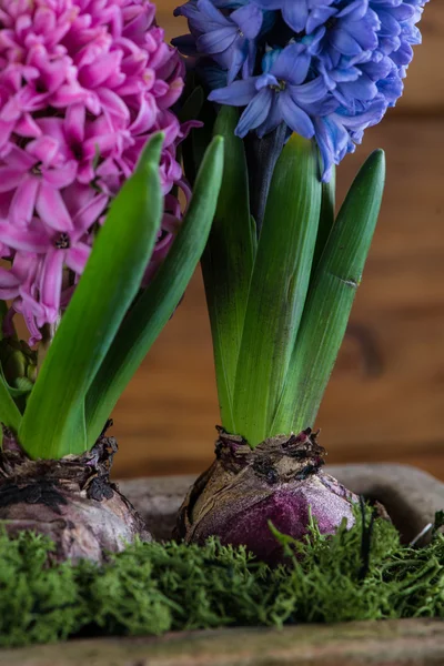 Group of Hyacinth over wooden background — Stock Photo, Image