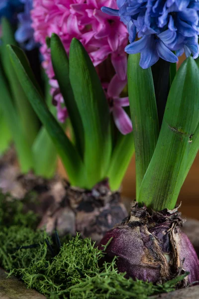 Glödlampa vårblommor i keramiska potten — Stockfoto