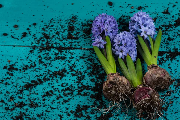 Honnörsbordet syn på vårblommor med glödlampor och vissa trädgård turf — Stockfoto