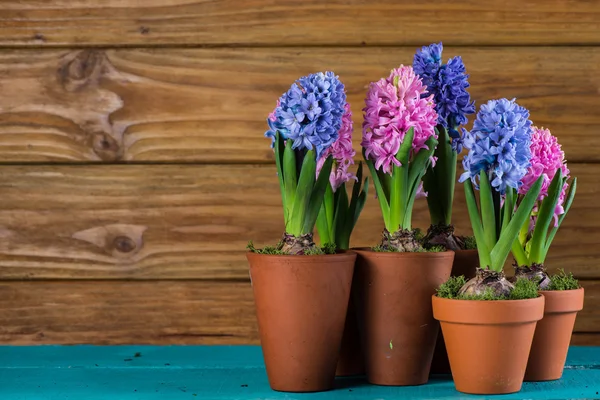 Group of fresh bulb spring flowers in ceramic pot — Stock Photo, Image