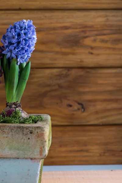Fresh spring Hyacinth in ceramic pot — Stock Photo, Image