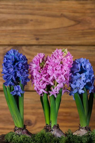 Hyacinth blommor på trä bakgrund — Stockfoto