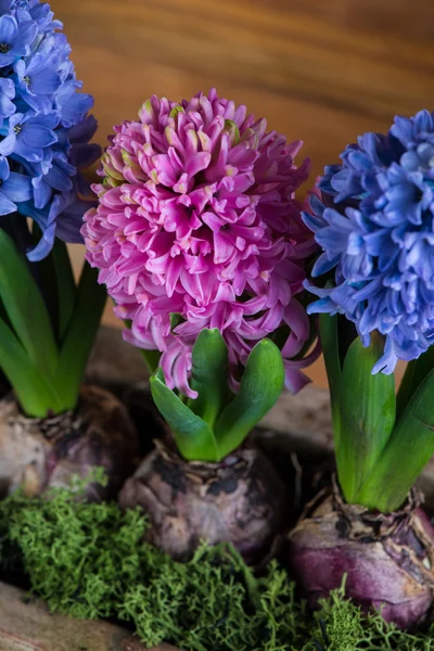 Квіти весняної цибулини в керамічному горщику — стокове фото