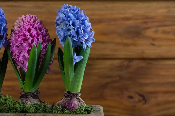 Groupe de fleurs fraîches bulbe printemps en pot en céramique — Photo