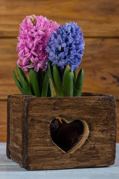 Spring bulb flowers in vintage wooden box — Stock Photo, Image