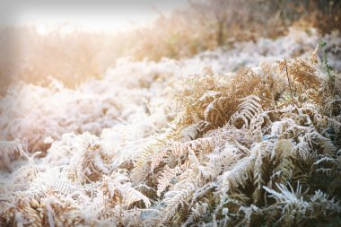 Çayır üzerinde renkli gündoğumu kapsamındaki frost kristaller, vintage 
