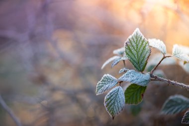 Frost'un üzerinde gündoğumu vintage renklerde, sabah erken çayır