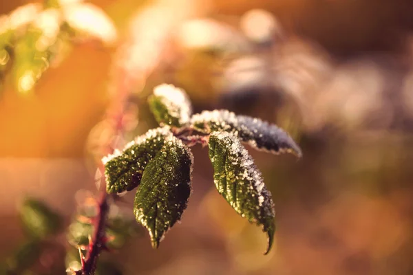 Erster Frost über dem Blatt mit Sonnenaufgangsfarbe im Hintergrund — Stockfoto