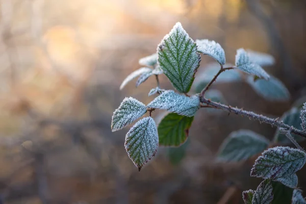 Early morning frost on plants