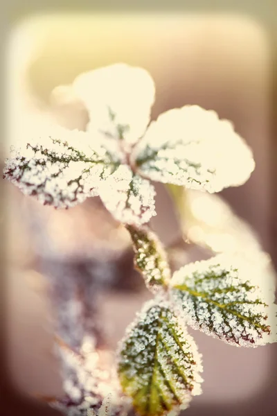 Erster Frost über dem Blatt mit Sonnenaufgangsfarbe im Hintergrund — Stockfoto