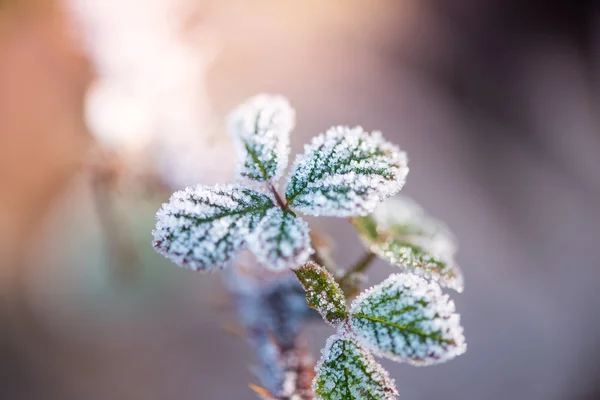 Nahsicht auf frostbedecktes Plateau mit Kreuzfarbe effe — Stockfoto