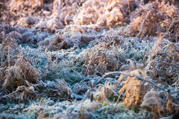 Colorful sunrise over meadow covered in frost crystals, vintage — Stock Photo, Image