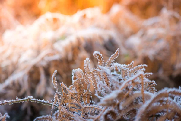 Nahsicht auf frostbedecktes Plateau mit Kreuzfarbe effe — Stockfoto